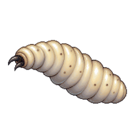 Blue Bottle Fly Larva