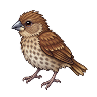 Scaly-breasted Munia Fledgling