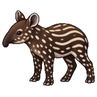 Malayan Tapir Calf