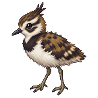 Northern Lapwing Chick