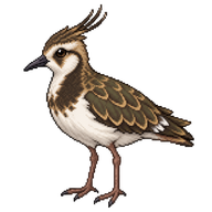Northern Lapwing Juvenile