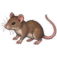 Brown Rat Juvenile