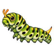 Lime Butterfly Caterpillar