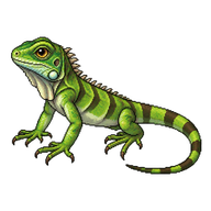 Green Iguana Hatchling