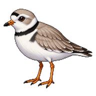 Piping Plover