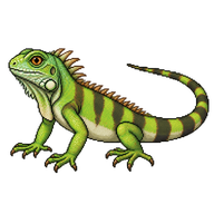 Green Iguana Juvenile