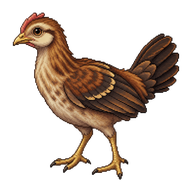 Red Junglefowl Juvenile