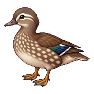 Mandarin Duck Juvenile