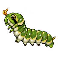 Common Mormon Caterpillar