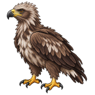 White-tailed Eagle Eaglet