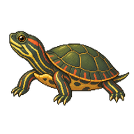 Juvenile Painted Turtle