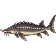 Atlantic Sturgeon