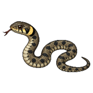 Grass Snake Hatchling