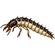 Common Black Ground Beetle Larva