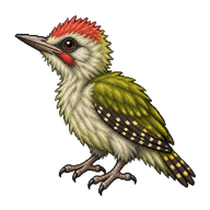 European Green Woodpecker Hatchling