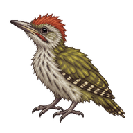 European Green Woodpecker Nestling