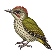 European Green Woodpecker Fledgling