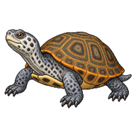 Diamondback Terrapin