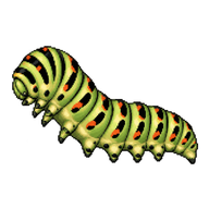 Old World Swallowtail Caterpillar