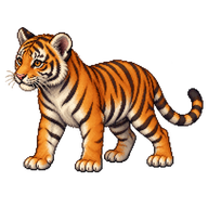 Tiger Juvenile
