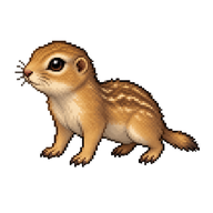 European Ground Squirrel Pup