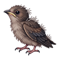 Chimney Swift Hatchling