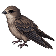 Chimney Swift Fledgling