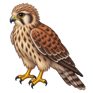 Common Kestrel Fledgling