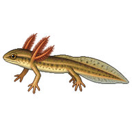 Smooth Newt Larva