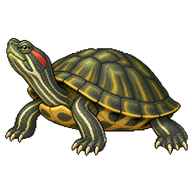 Pond Slider