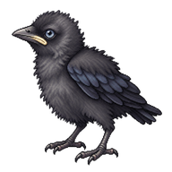 Eurasian Jackdaw Hatchling