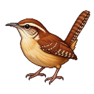 Carolina Wren
