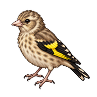 European Goldfinch Fledgling