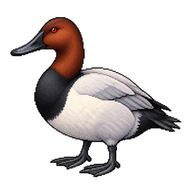 Canvasback