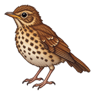 Wood Thrush Fledgling