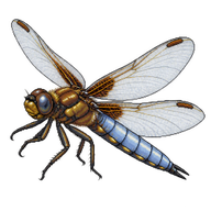 Broad-bodied Chaser