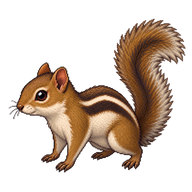 Plantain Squirrel Juvenile