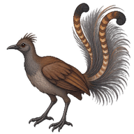 Superb Lyrebird