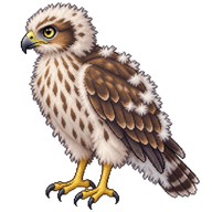 Eurasian Sparrowhawk Nestling