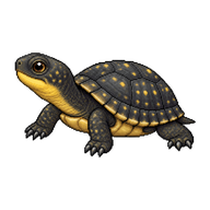Blanding's Turtle Hatchling