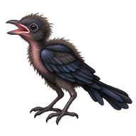 Great-tailed Grackle Hatchling