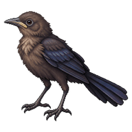 Great-tailed Grackle Fledgling