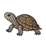 Diamondback Terrapin Hatchling