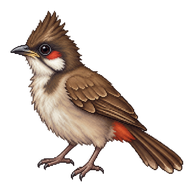 Red-whiskered Bulbul Fledgling