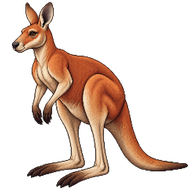 Red Kangaroo