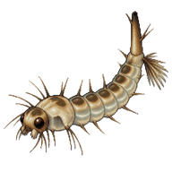 Aedes Mosquito Larva