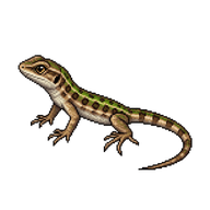Italian Wall Lizard Hatchling