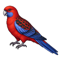 Crimson Rosella