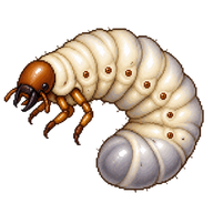 Stag Beetle Grub