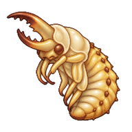 Stag Beetle Pupa